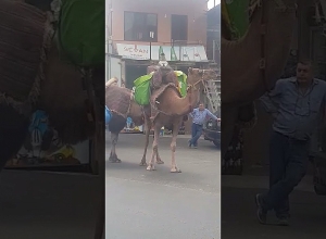 Верблюды в Мегри