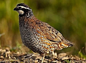 Բերման են ենթարկել 2 տղամարդու․ ավտոմեքենայի զննությամբ հայտնաբերվել է 63 որսած լոր