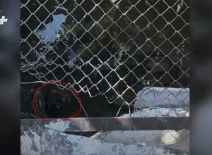 Կյանքը Տիչինա 2-րդ փակուղիում՝ առնետների ու գորտերի հետ