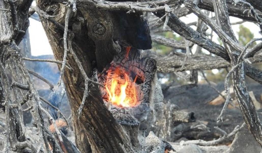 Հրդեհ ծառեր