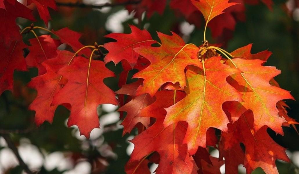 autumn leaves
