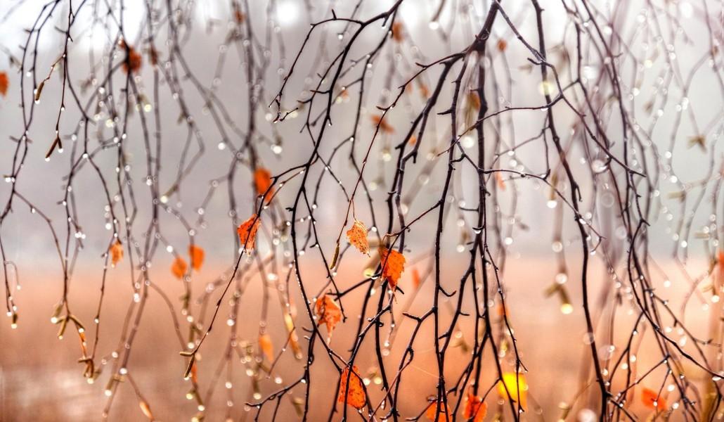 autumn rain 1