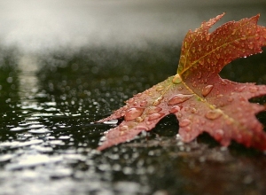 Անձրև ու ամպրոպ է սպասվում․ ջերմաստիճանը կնվազի