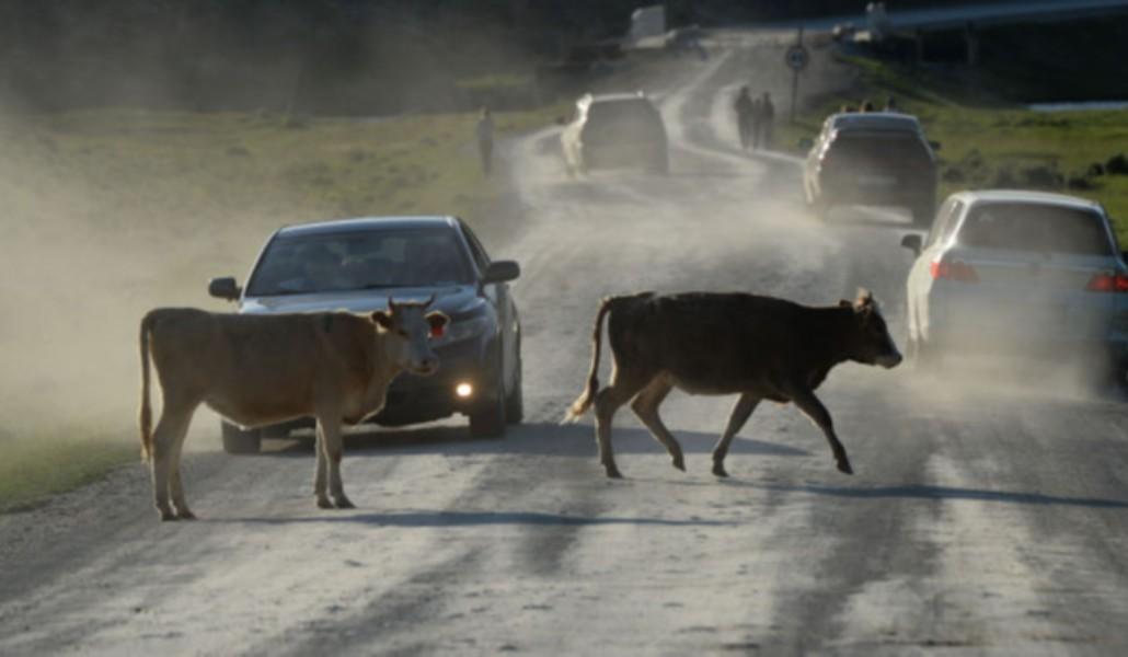 կով ճանապարհին
