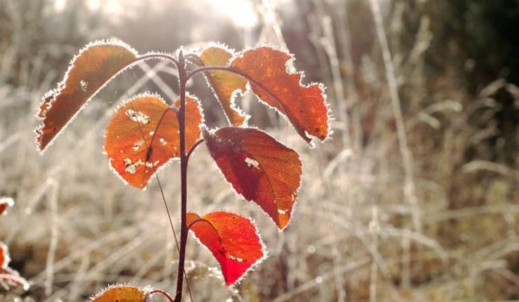 depositphotos_177331648-stock-photo-little-plants-with-red-leaves