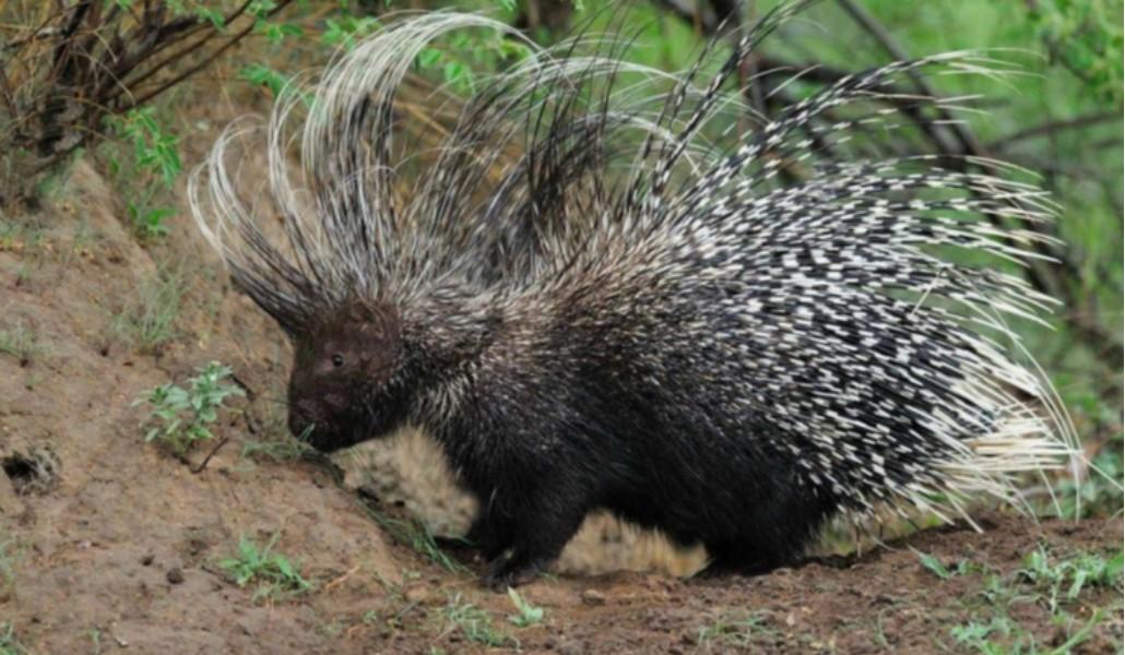 image_750x_602aaa0c866ef