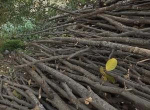 Պետությունը ևս 70 բնակավայրի արտոնություն է տվել անտառից անվճար վառելանյութ տանել