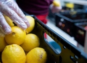 Ռուսաստանը կասեցրել է թուրքական կիտրոնի ներկրումը