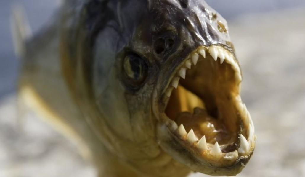 _121306943_gettyimages-92121157