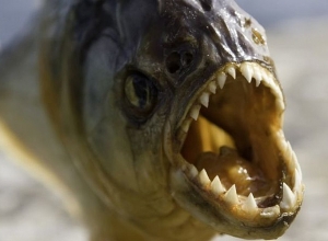 30-ամյա բրազիլացին պիրանյաների զոհ է դարձել՝ փախչելով մեղուներից