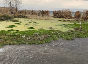 Կմաքրվի Սեւանի ափամերձ հատվածների ջրածածկման ենթակա  անտառաշերտը․ նախարար