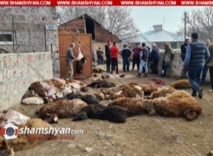 Գայլերի ոհմակը Ագարակավան գյուղում 170-ից ավելի ոչխար է հոշոտել. գյուղացին կրել է մոտ 40 հազար դոլարի վնաս. shamshyan.com