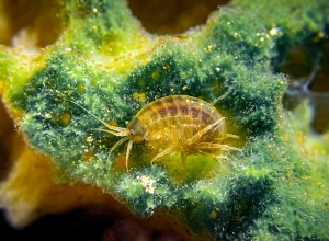 Ինչ է կատարվում Սևանի հատակին․ լուսանկարներ