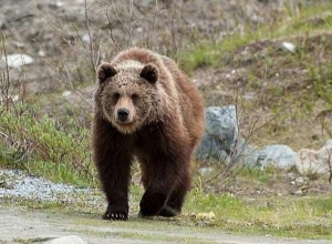 Գորշ արջերը վնասներ են հասցրել համայնքի բնակիչներին