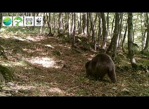 Ещё одно весёлое приключение нашего медведя