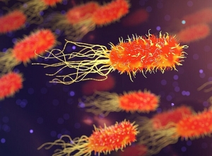 Ստաֆիլակոկ՝ հավի մսով և գազարով խճողակում