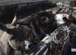 Ձիաբուժություն, ավանակի բուժիչ կաթ․ Արցախի Ռև գյուղում էթնո ու էկոտուրիզմ զարգացնելու բանաձևը գտել են