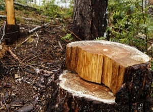 Լայնածավալ ապօրինի ծառահատումներ. Վահագնիի անտառպետության անտառապետն ու ևս 3 անձ ձերբակալվել են