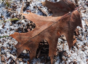 В ближайшие дни осадков не ожидается