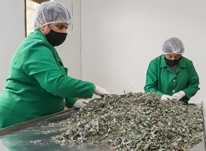 Արտահանման ամենաբարձր աճը  արձանագրել  են  «Առևտրի համար պատրաստ» ծրագրից օգտվող ընկերությունները