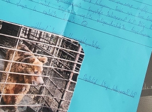 Հարյուրավոր երեխաներ  Ձմեռ պապին խնդրել են փրկել ամենատխուր Նելսոն արջին