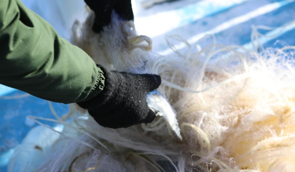 ձկնորսական ուռկան