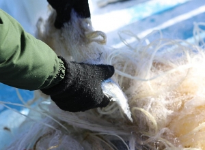 Ապօրինի ձկնորսության դեպքեր են բացահայտել