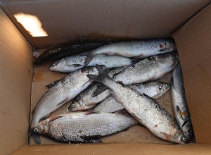 Սիգի վաճառքի և տեղափոխման 11 դեպք՝ ձվադրման  ժամանակահատվածում