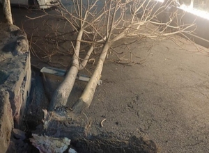 Փափազյան փողոցի շենքերից մեկի մոտակայքում ծառն ընկել է բակի երթևեկելի հատվածում