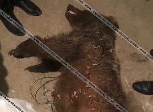 Օհանավանում արջի քոթոթն ընկել է թակարդն ու սատկել. Shamshyan.com