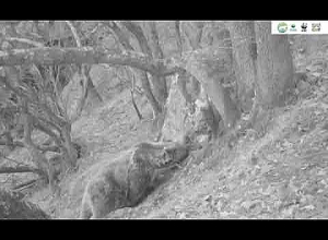 Քորվող արջը Խոսրովի անտառում