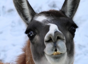 Երևանի կենդանաբանական այգու բնակիչները՝ ձմռանը․ լուսանկարներ