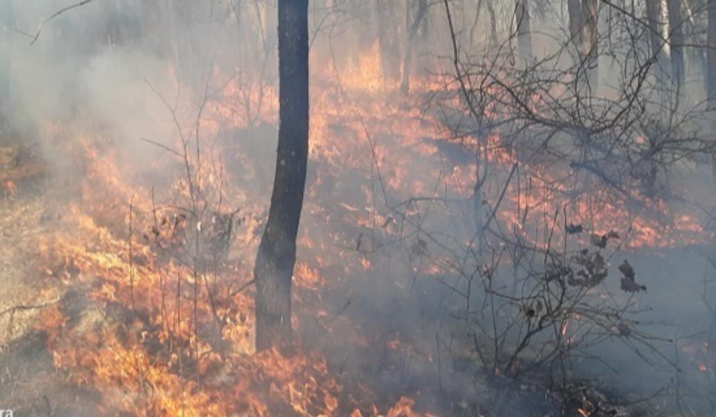 հրդեհ խոտածածկ