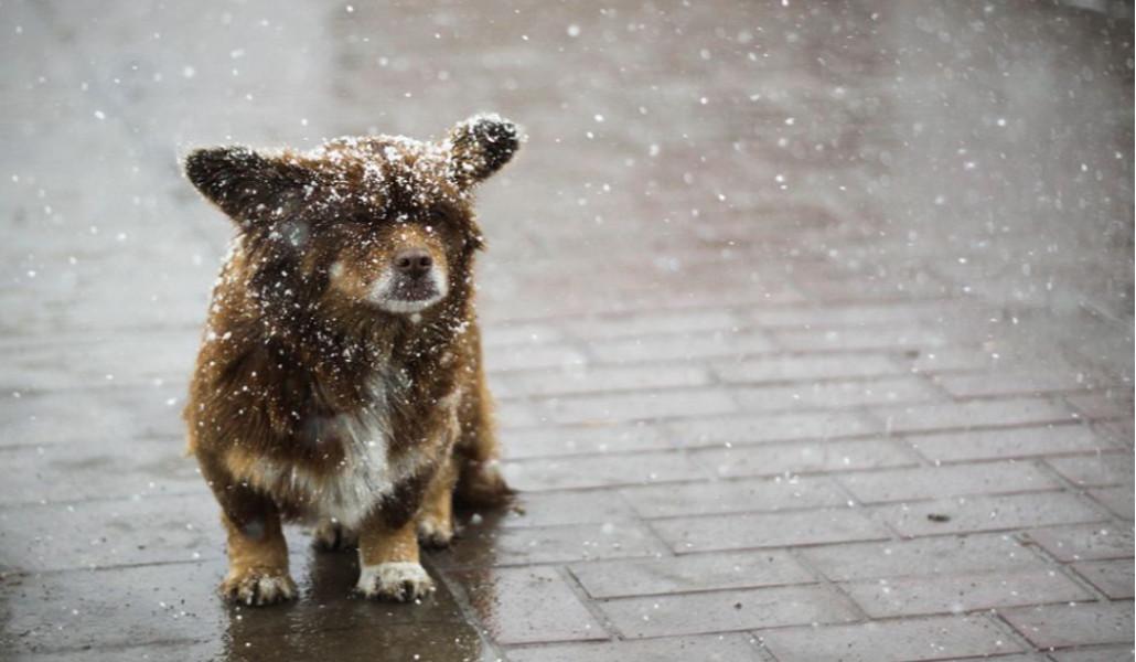 wet snow