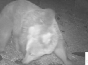 Կապանի անտառում տեսախցիկն արձանագրել է գորշ արջի՝ քոթոթի հետ