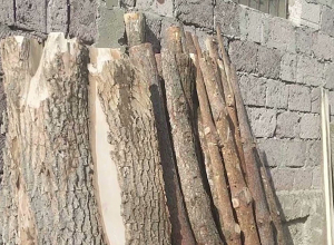 Незаконно вырублено 46 деревьев: один человек арестован