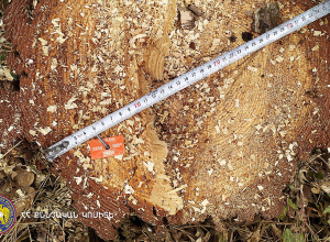 Ապօրինի ծառահատում Տավուշի մարզում․ ՔԿ