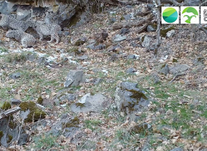 Մայր լուսանի և ձագուկների խաղը՝ Զանգեզուրում