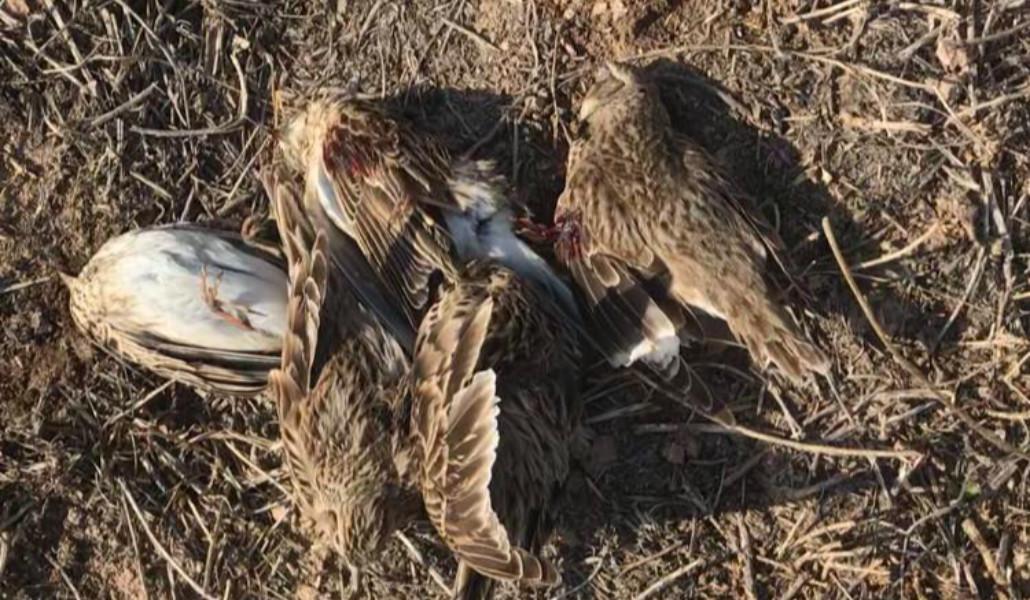 տափաստանային արտույտ որսացած