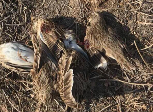 40 տափաստանային արտույտ` բեռնախցիկում