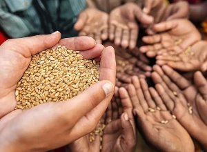 Франция предрекла мировой голод