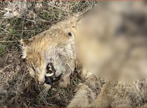 Հայտնաբերվել է ապօրինի զենքով կատվազգի կենդանուն կրակած երիտասարդը