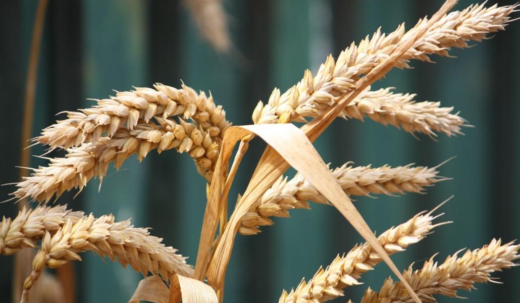 հացահատիկ ցորեն