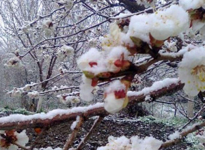 Մեղրիի համայնքապետարանը ահազանգում է․ ցրտահարման վտանգ կա