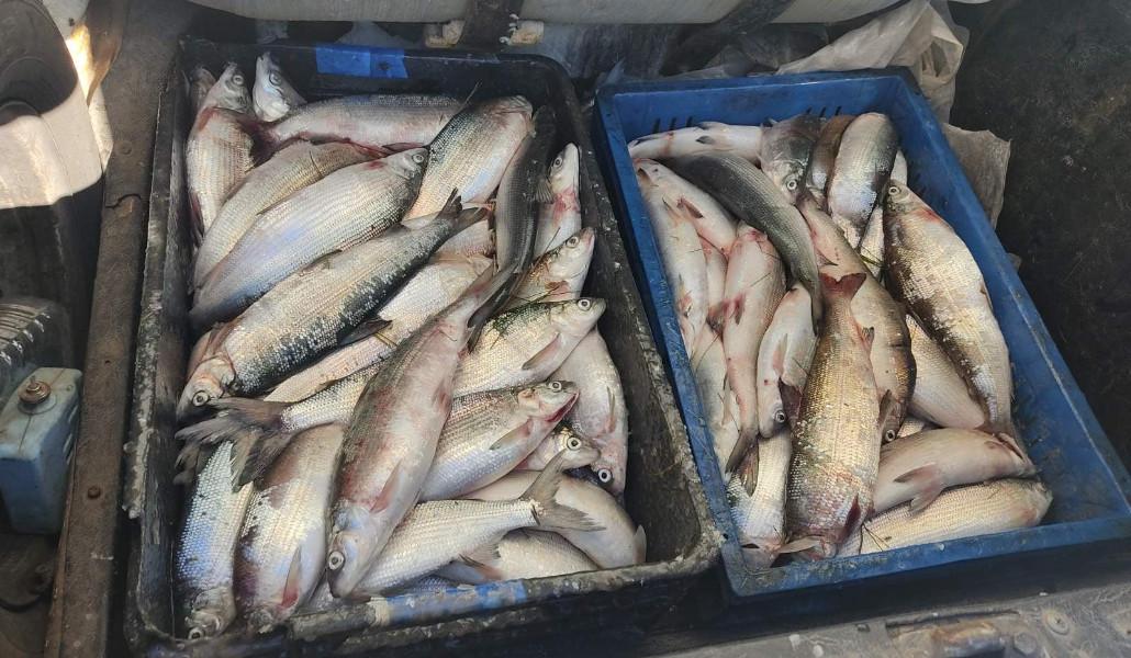 Սիգ որսացած