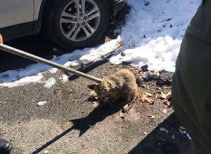 Լենինգրադյան փողոցում աղվեսի ձագ է հայտնաբերվել