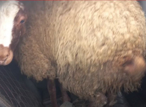 Баран в «Тойоте»