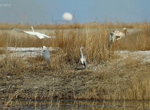 Մոխրագույն տառեղները, Մեծ սպիտակ տառեղն ու Արագիլը