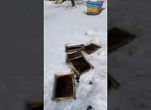 Ամասիայում գորշ արջերի հասցրած վնասը