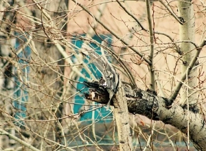 Ծառն ընկել ու փակել է ճանապարհը